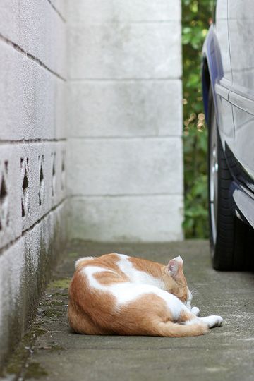 ねこ