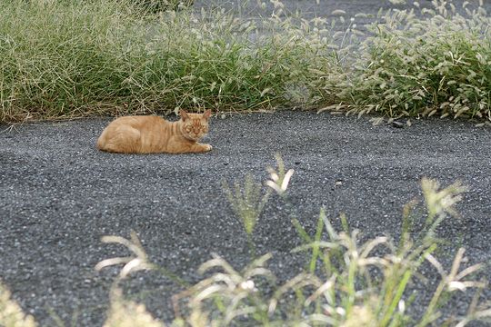 ねこ