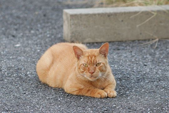 ねこ