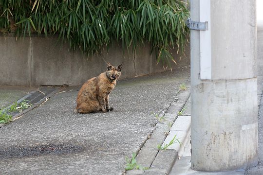 ねこ