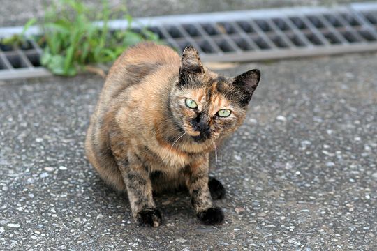 ねこ