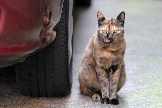 ねこ