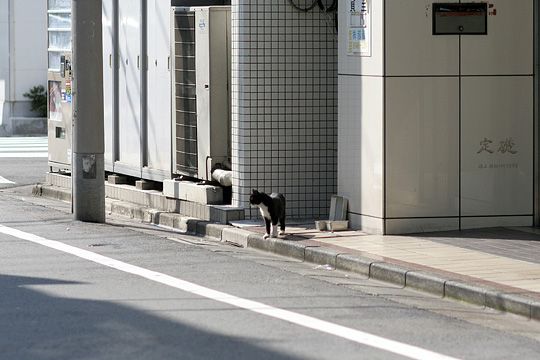 ねこ