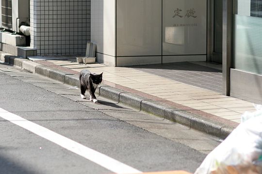 ねこ