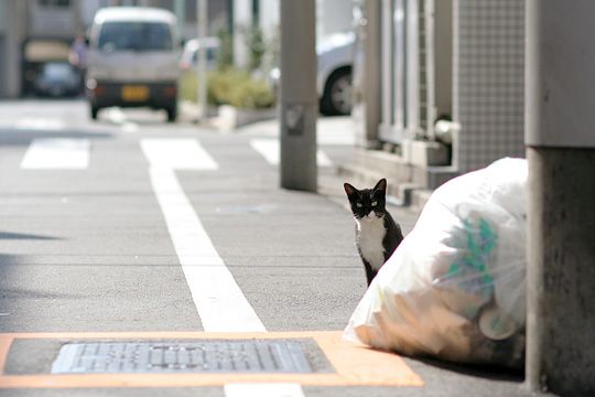 ねこ