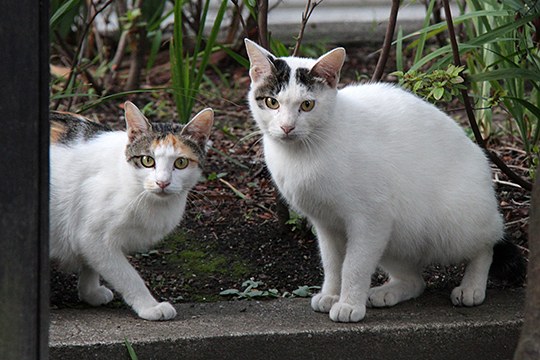 街のねこたち