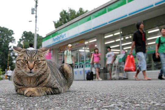 街のねこたち