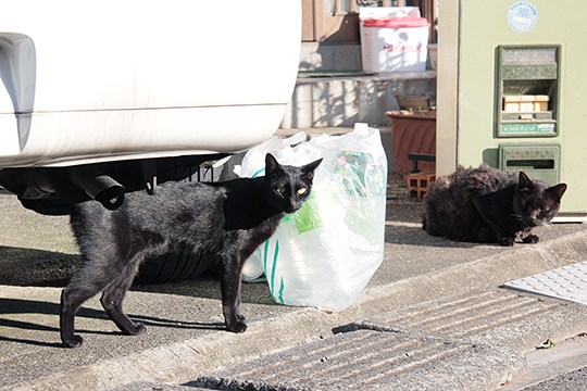 街のねこたち