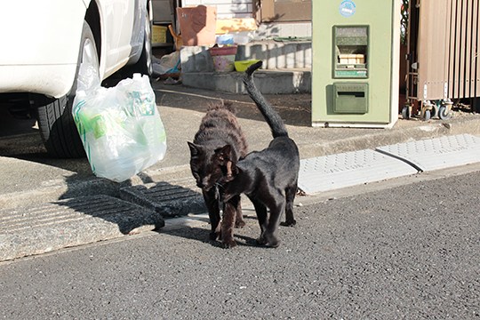 街のねこたち