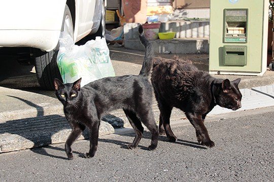 街のねこたち