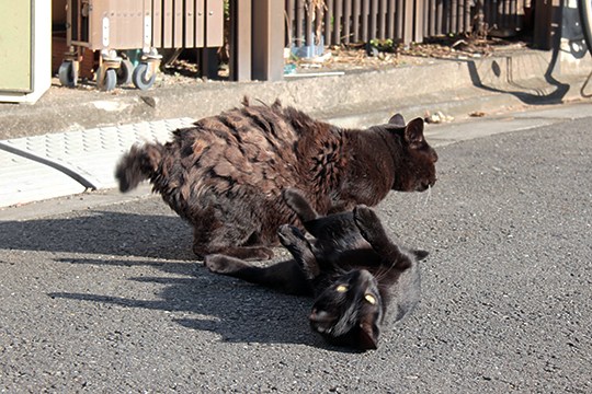街のねこたち