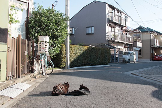 街のねこたち