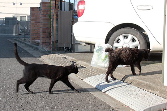 街のねこたち