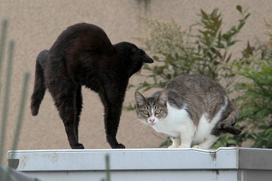 街のねこたち