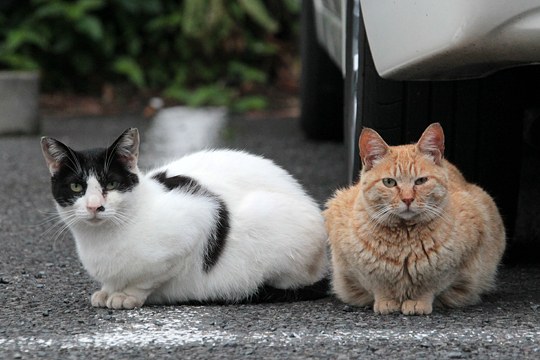 街のねこたち