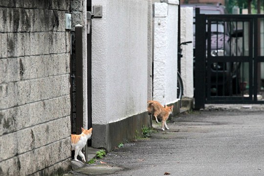 街のねこたち