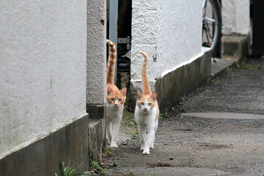 街のねこたち