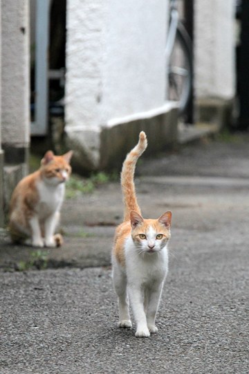 街のねこたち