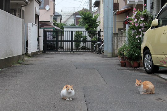 街のねこたち