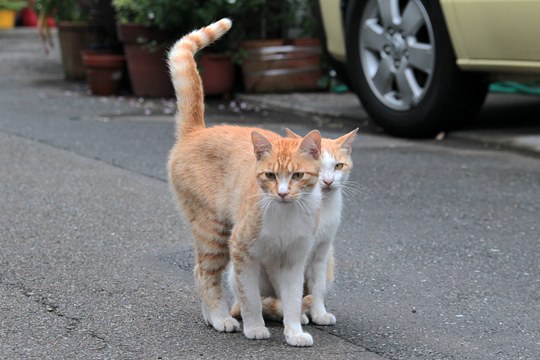 街のねこたち