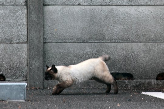街のねこたち