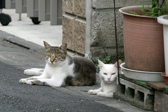 街のねこたち