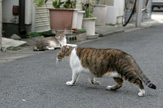 街のねこたち