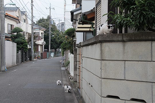 街のねこたち