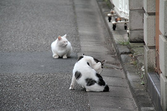 街のねこたち