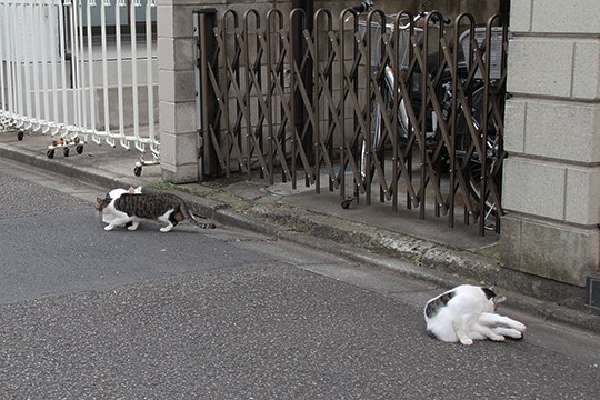 街のねこたち