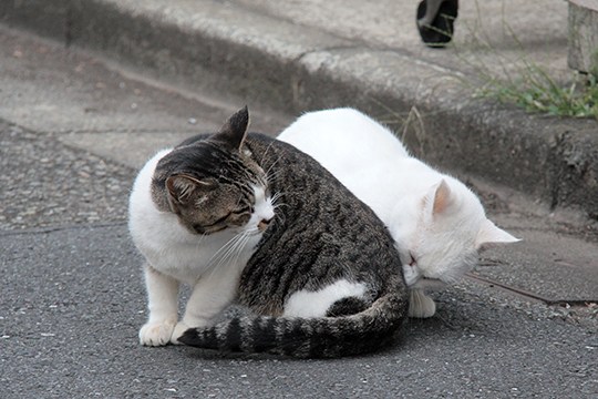 街のねこたち
