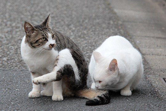 街のねこたち
