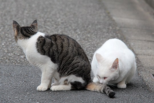 街のねこたち