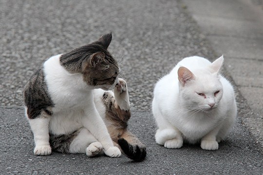 街のねこたち