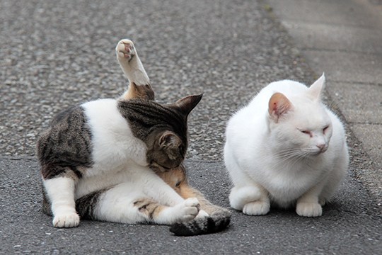 街のねこたち