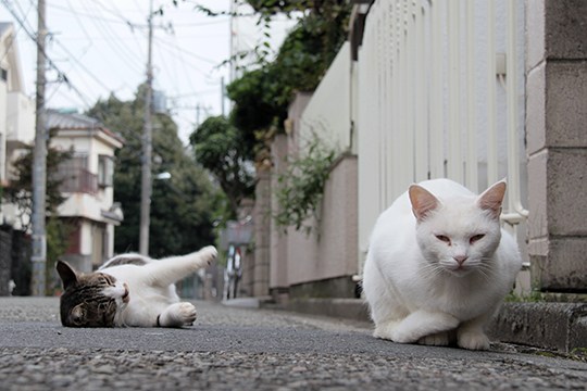 街のねこたち
