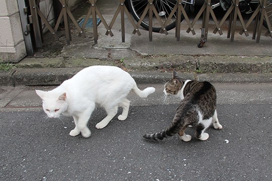 街のねこたち