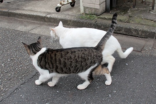 街のねこたち
