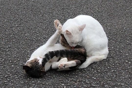 街のねこたち