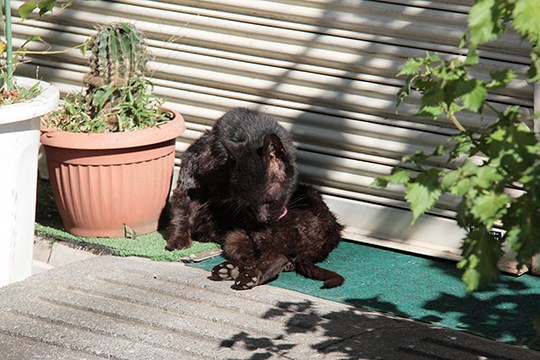 街のねこたち