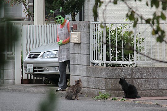 街のねこたち
