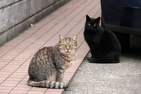街のねこたち