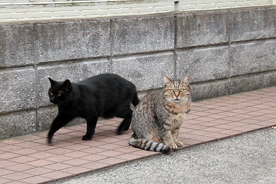 街のねこたち