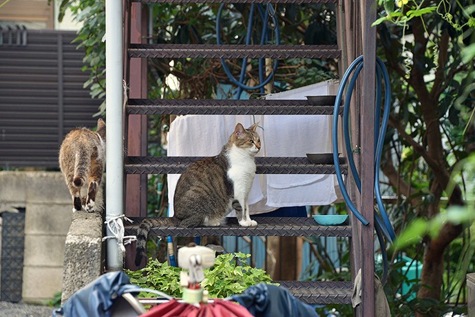 街のねこたち
