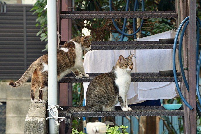 街のねこたち
