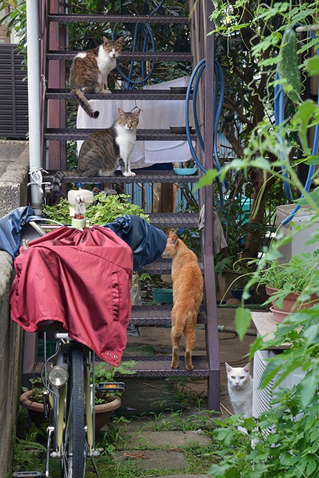 街のねこたち