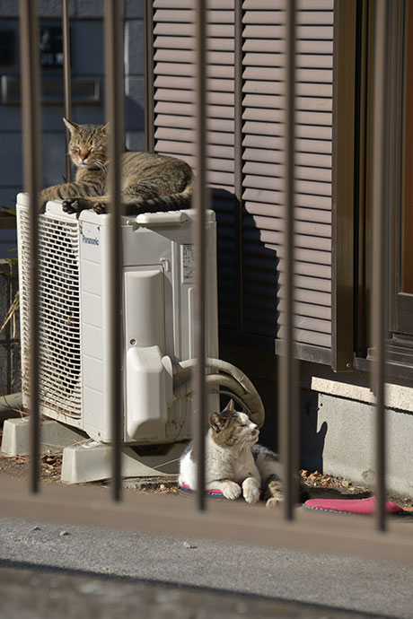 街のねこたち
