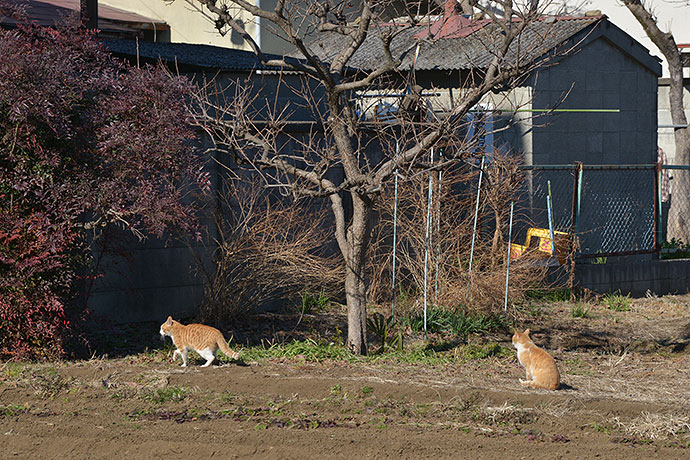 街のねこたち