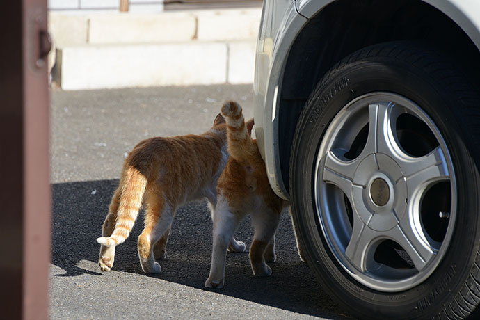 街のねこたち