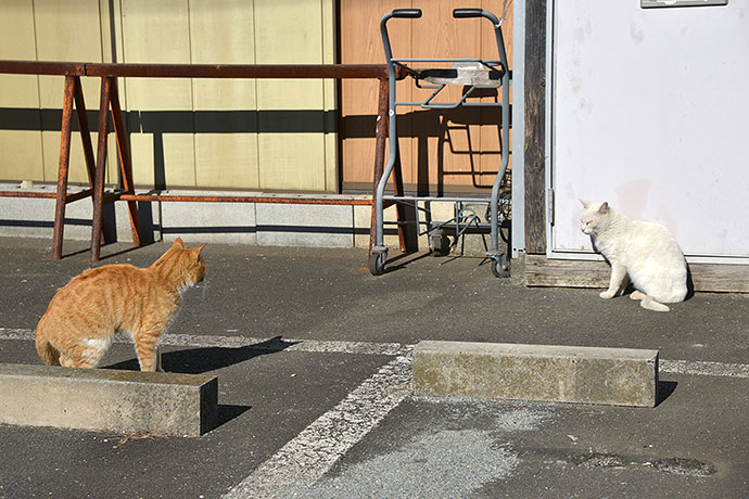 街のねこたち